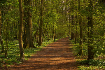 Chemin de terre dans la Forêt de Palingbeek en Belgique