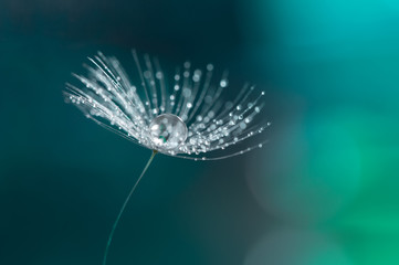 Wassertropfen auf einem Löwenzahnsamen. Löwenzahn-Nahaufnahme. © Yulia