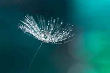 Wassertropfen auf einem Löwenzahnsamen. Löwenzahn-Nahaufnahme. © Yulia