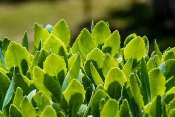 Green leaves
