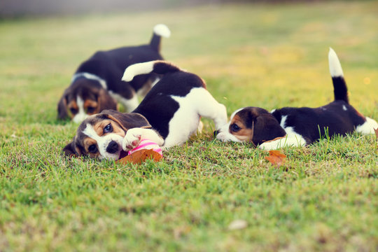 Cute Young Beagles Playing In Garden