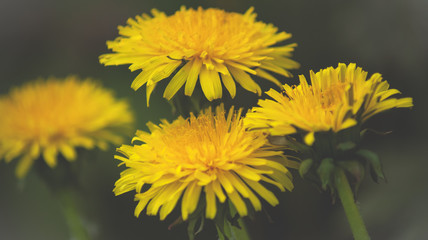 Close up of Dandelion  flowers growing in field