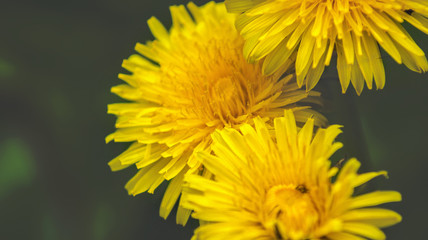 Close up of Dandelion  flowers growing in field © paolav1