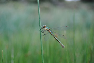  dragon-fly