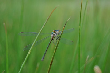  dragon-fly