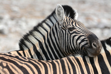 Fototapeta na wymiar Zärtliche Zebras