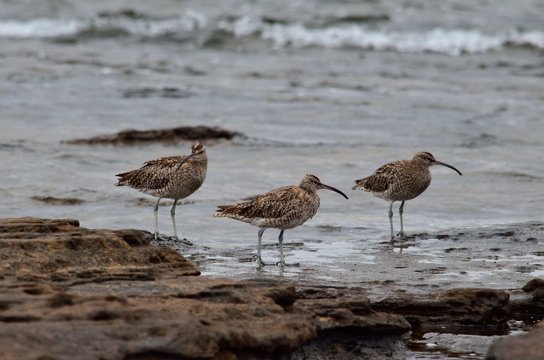 Group of three curlew on the seashore in low tide