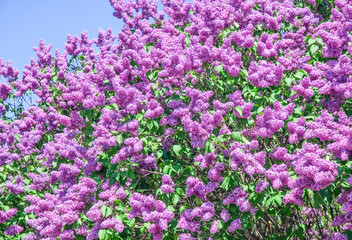 Fototapeta premium Blooming varietal selection lilac (Syrigna vulgaris). The sort of 