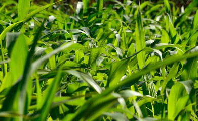 Fototapeta na wymiar Green leaves in agricultural crop of maize 
