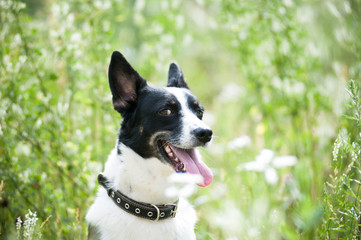 Mixed breed dog outdoor portrait