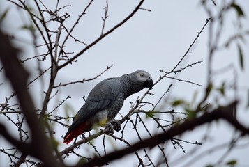 Obraz premium African gray parrot of red tail perched on tree
