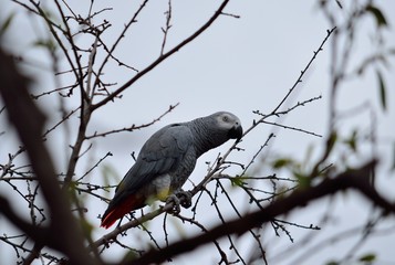 African gray parrot of red tail  perched on tree