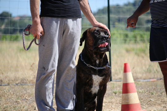 chien au pied cane corso en dressage