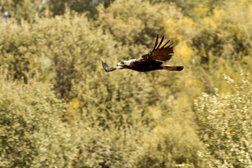 Spanish imperial eagle. Aquila adalberti