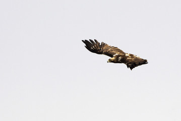 Spanish imperial eagle. Aquila adalberti