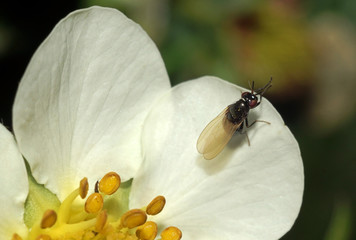The fly on the flower of strawberry