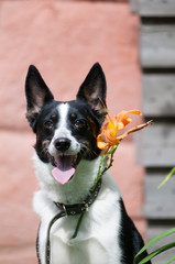 Mixed breed dog putdoor portrait