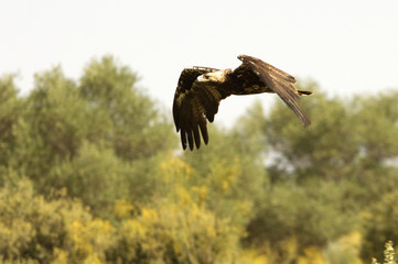 Spanish imperial eagle. Aquila adalberti
