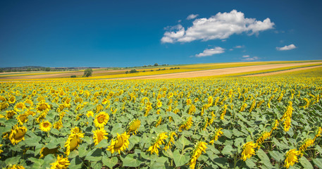 Fototapeta premium Sonnenblumenfelder im Weinviertel in Österreich