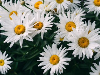 white daisies