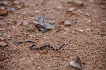 Serpente