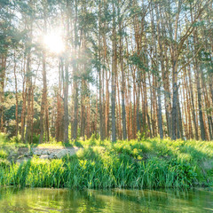Green forest with shining sun