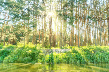 Fototapeta na wymiar Green forest with shining sun