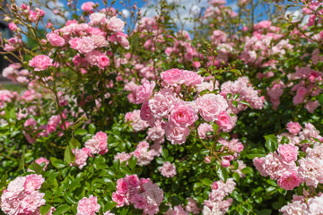 roses