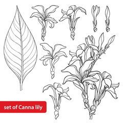 Vector set with outline Canna lily or Canna, flower bunch, bud and leaf in black isolated on white background. Floral element in contour style with ornate flower for summer design and coloring book.
