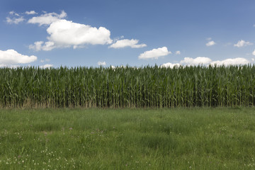 Sommerhimmel über Ackerland mit Maisfeld in Bayern