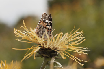 Schmetterlig Blume