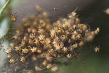 Spinen imKinderzimmer