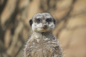 suricate