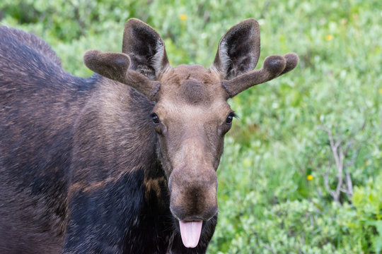 Shiras Moose of The Colorado Rocky Mountains