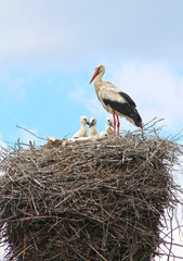 Stork