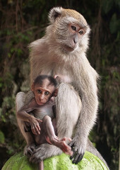 Monkey, Malaysia, Batu Caves
