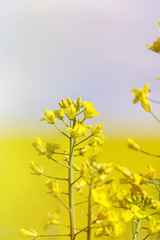 Rapeseed (Brassica napus), also known as rape, oilseed rape, rapa, rappi, rapaseed. Field of bright yellow rapeseed in summer.