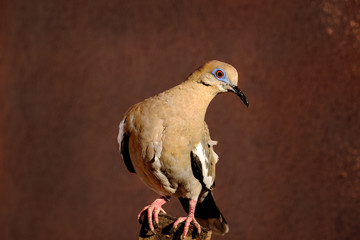 White-Winged Dove II