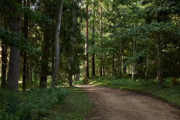 Fototapeta premium A narrow forest path/Summer cloudy day. The narrow dirt path in the woods. On the sides of the walkway deciduous trees. Russia, Pskov region, landscape, nature, summer