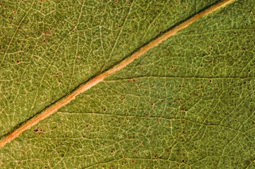 Fototapeta na wymiar Leaf macro in green