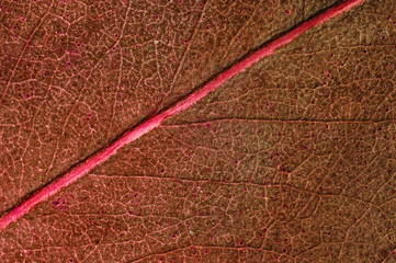 Fototapeta na wymiar Autumn leaf macro in red