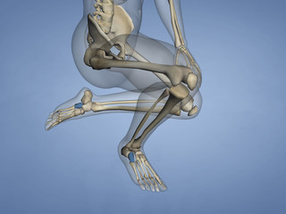 Cuboid Bone, 3D Model