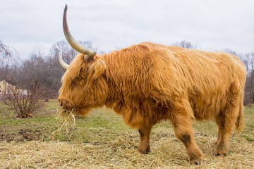 Highlander cow