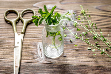 Homeopathy. Store up medicinal herbs. Herbs in glass on wooden table background