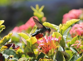 hummingbird bird background copy space flight flying