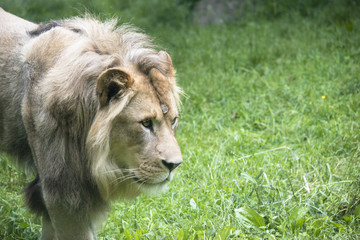 Lion