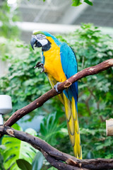 Roosting Bird