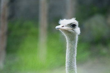 Ostrich