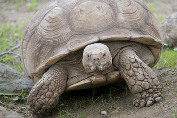 Tortoise