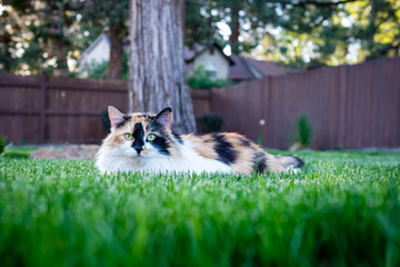 Grass cat